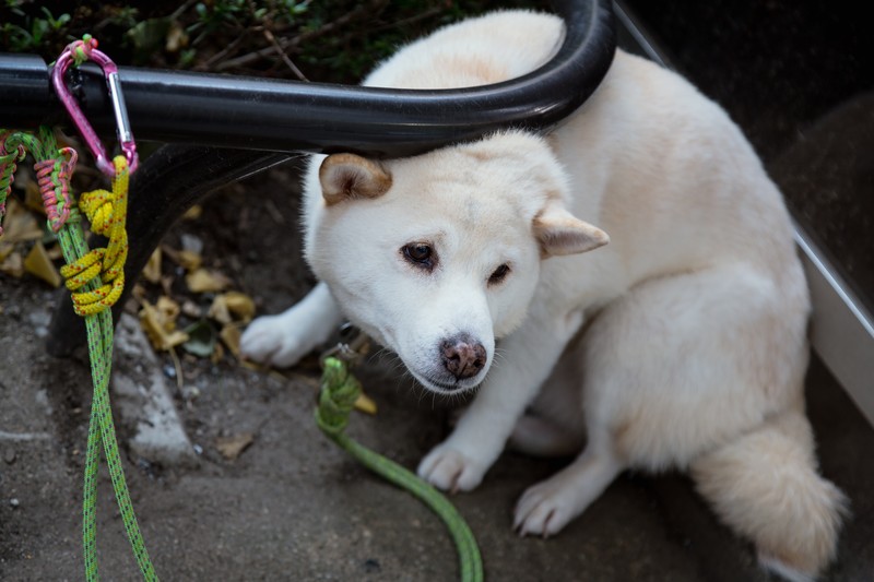 【静岡県の探偵のペット捜索】衰弱した愛犬・・・
