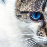 【静岡県の探偵のペット捜索】