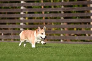 【静岡県静岡市の嫌がらせ調査事例】大切なペットをいじめるのは何者？