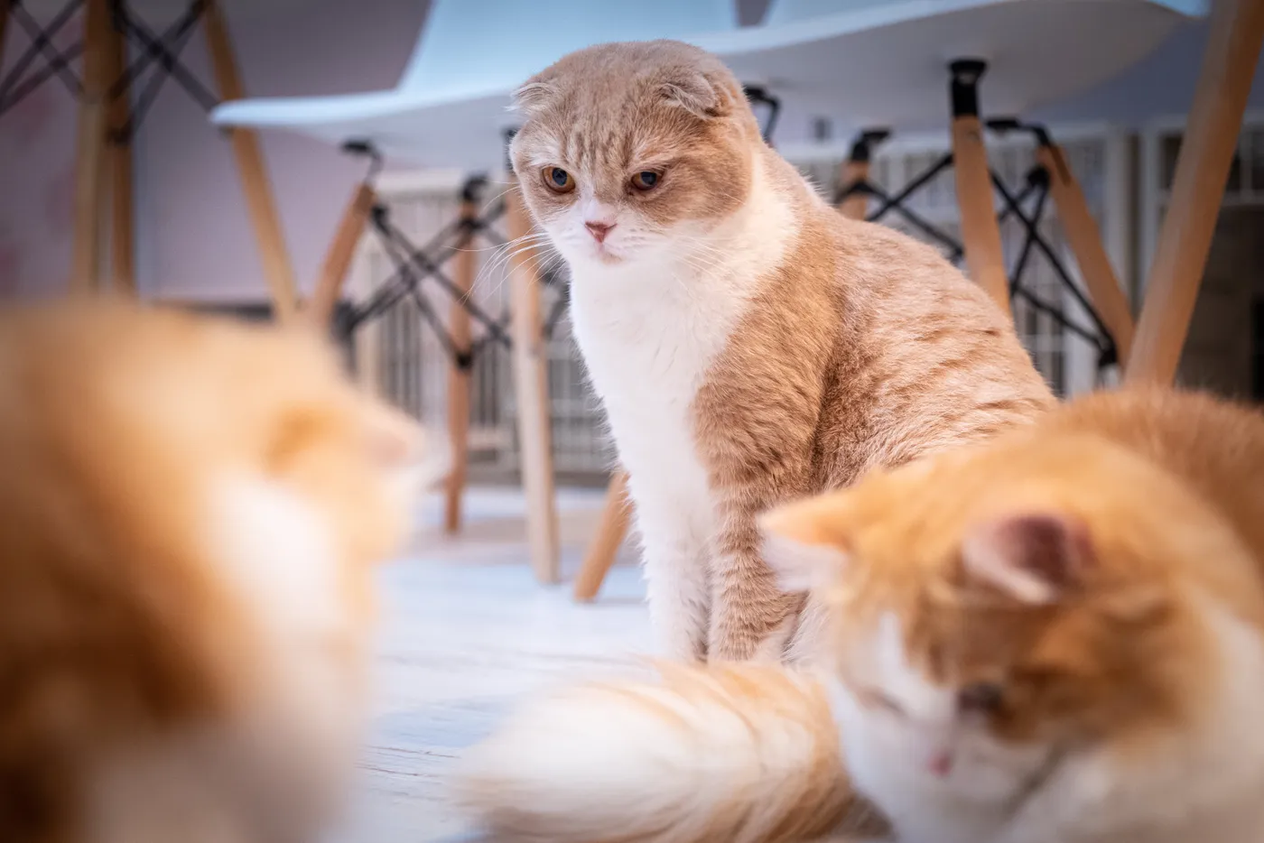 【広島県広島市の探偵のペット捜索】脱走した猫を３か月後に捕獲