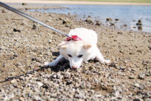 【愛知県豊橋市の探偵のペット捜索調査】てこでも動かなかったのに、どこへ行っちゃったの？