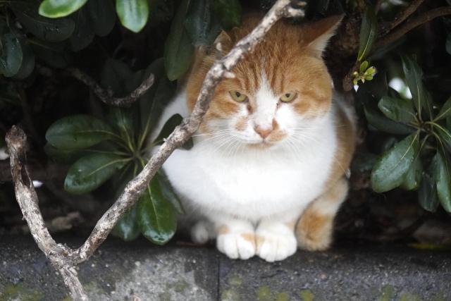 【埼玉県さいたま市の探偵のペット捜索調査】脱走直後に豪雨襲来！　愛猫はどこに隠れているの？