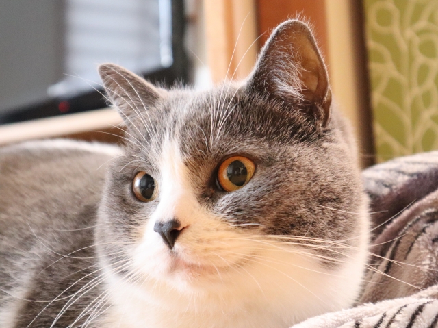 【静岡県沼津市の探偵のペット捜索調査】預かった猫が逃げたことを隠していた友人