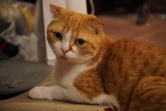 【東京都世田谷区の探偵のペット捜索調査】ペットホテルから脱走した「レア猫」を発見せよ