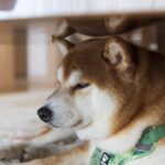 【千葉県千葉市の探偵のペット捜索調査】原因はテレビ？　脱走した愛犬の捜索調査