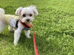 【東京都文京区の探偵のペット捜索調査】愛犬が脱走！　原因は散歩ができないストレス？