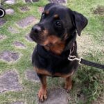 【神奈川県川崎市の探偵のペット捜索調査】どこ行ったの！？　車に乗り込む一瞬の間に逃げた愛犬