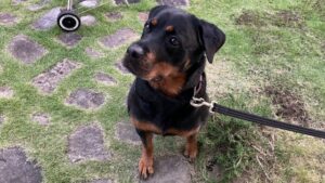 【神奈川県川崎市の探偵のペット捜索調査】どこ行ったの！？　車に乗り込む一瞬の間に逃げた愛犬