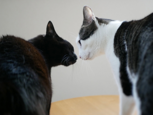 【福岡県北九州市の探偵のペット捜索調査】先住猫とケンカして家を出ていった新入り猫