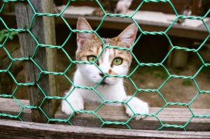 【愛知県豊川市の探偵のペット捜索調査】言わんこっちゃない！　友人に貸したら脱走した愛猫