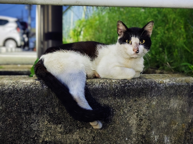 【愛知県岡崎市の探偵のペット捜索調査】目撃情報はあるのに捕まらず……逃げ回る愛猫の捜索