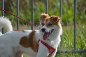 【静岡県富士宮市の探偵のペット捜索調査】点検不足が招いたトラブル！　散歩中にリードが切れて逃げ出した愛犬