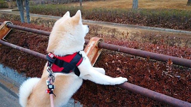 【愛知県豊田市の探偵のペット捜索調査】散歩中にリードが外れて逃げ出した愛犬を発見せよ