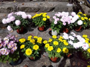 【愛知県瀬戸市の探偵の嫌がらせ調査】まるで脳トレ？　毎日少しずつ様子が変わる庭