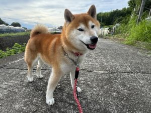 【静岡県三島市の探偵のペット捜索調査】えっ、自分だけ！？　散歩中に犬を置いて戻ってきた父
