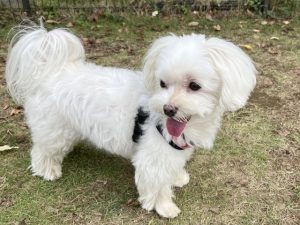 【東京都昭島市の探偵のペット捜索調査】まさか誘拐？　夜中に姿を消した愛犬