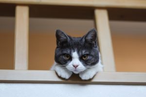 【静岡県藤枝市の探偵のペット捜索調査】原因は虐待のトラウマ？　突然興奮して逃げ出した元保護猫