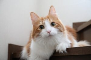 【岡山県岡山市の探偵のペット捜索調査】危ない！　と思ったら……。車に轢かれそうになった猫はどこへ行った？