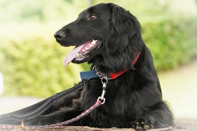 【岡山県倉敷市の探偵のペット捜索調査】初歩的なミス！　立派な犬小屋から愛犬が脱走