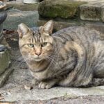 【静岡県静岡市の探偵のペット捜索調査】私のせいなの？　留守番中に逃げた愛猫を探し出せ