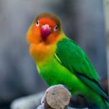 インコや文鳥の探し方・鳥の迷子は掲示板とSNSがおすすめ