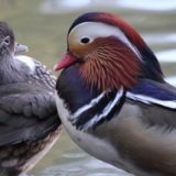 人間以外の動物の浮気・不倫事情