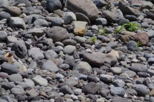 【兵庫・石投げ入れ事件】小さな嫌がらせも毎日続けば犯罪です