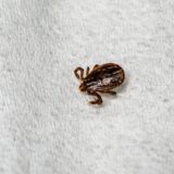 マダニ感染症が過去最多に！　脱走したペットは素早く捜索しましょう