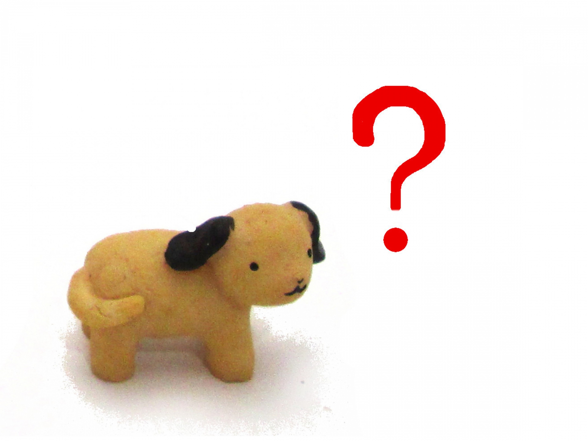 ペットが迷子になる原因とは？