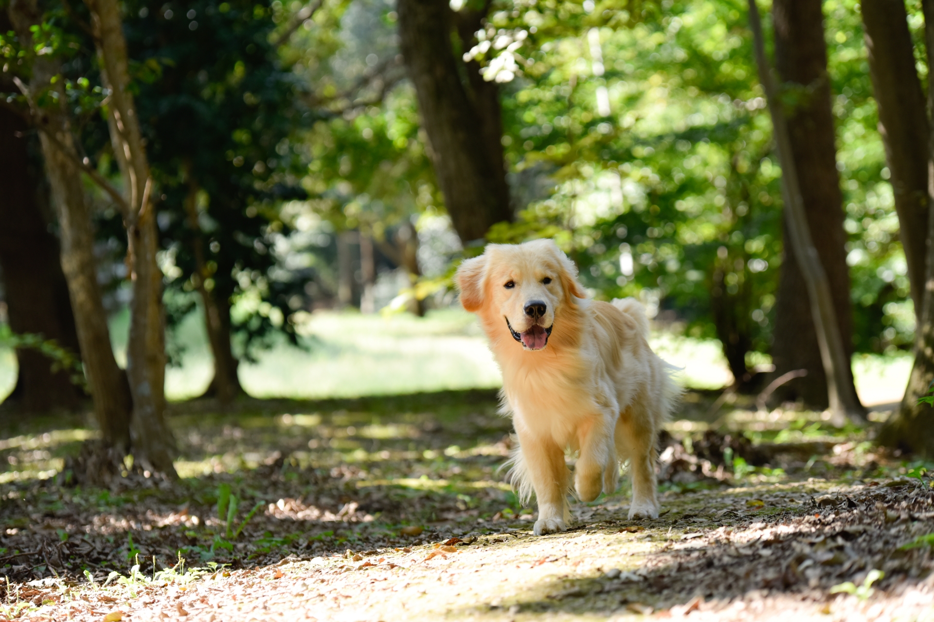 探偵のペット捜査とは？