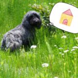 ペットを探すなら知っておきたい！ペット捜査の費用と依頼のポイント