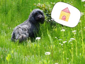 ペットを探すなら知っておきたい！ペット捜査の費用と依頼のポイント