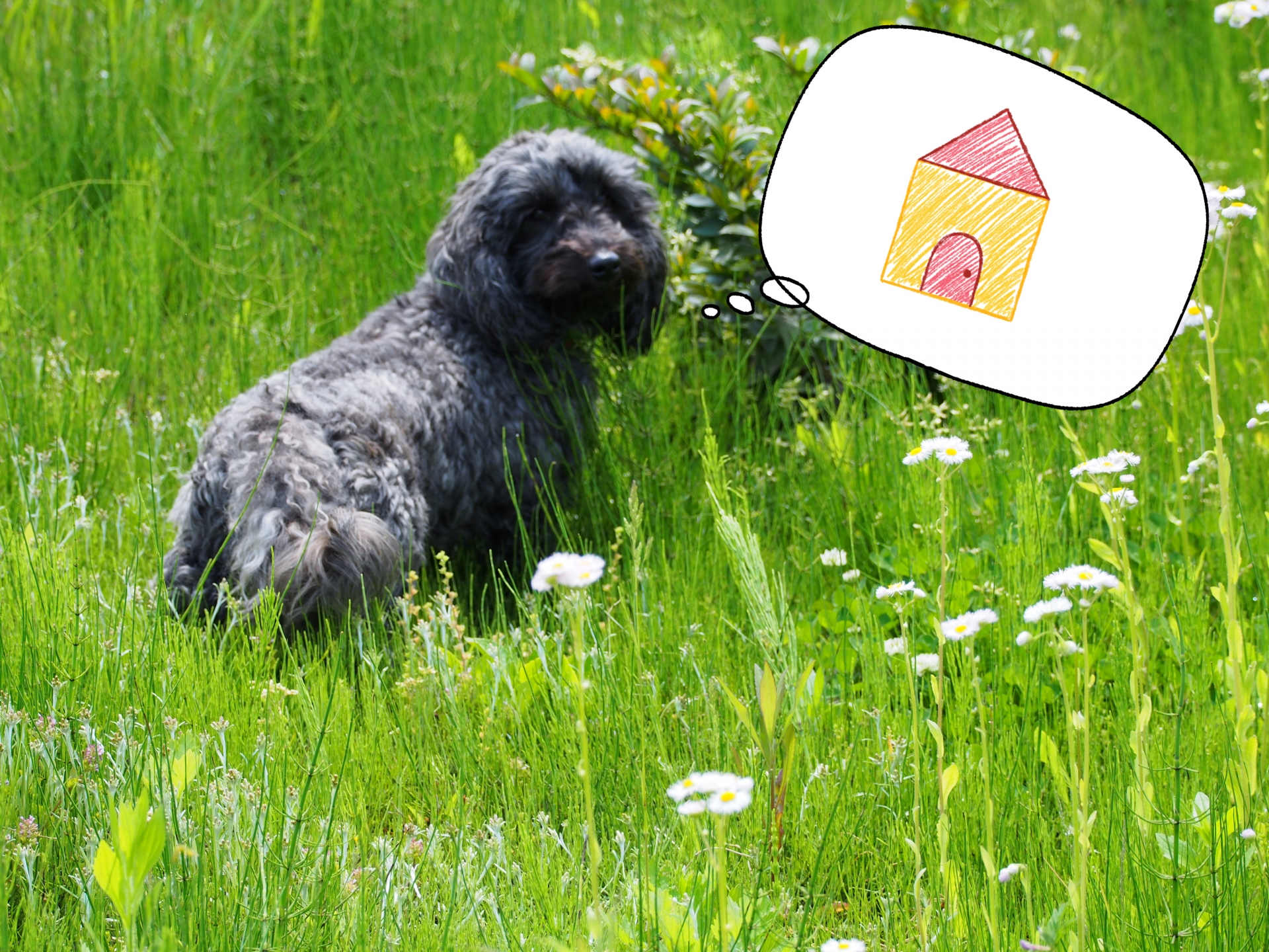 ペットを探すなら知っておきたい！ペット捜査の費用と依頼のポイント