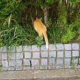 ペットが迷子になったら？探偵によるペット捜査のメリットと成功率を解説