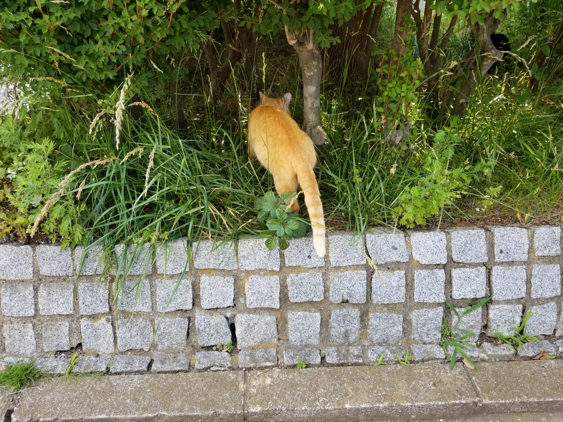 ペットが迷子になったら？探偵によるペット捜査のメリットと成功率を解説