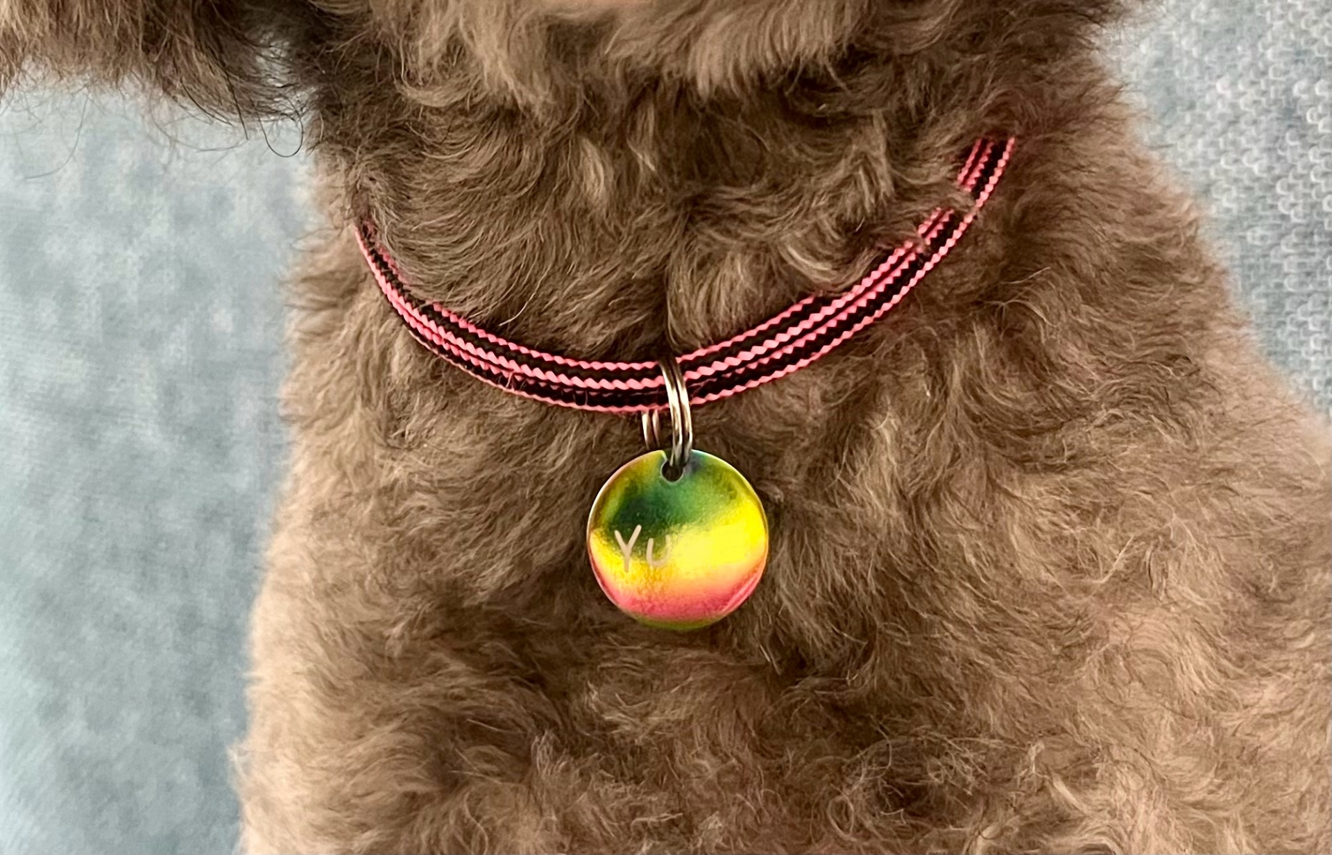 安心して依頼できるペット捜査専門の探偵事務所の選び方