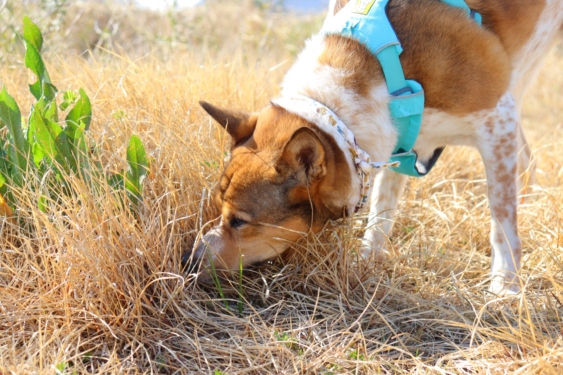 探偵によるペット捜査の具体的な調査方法
