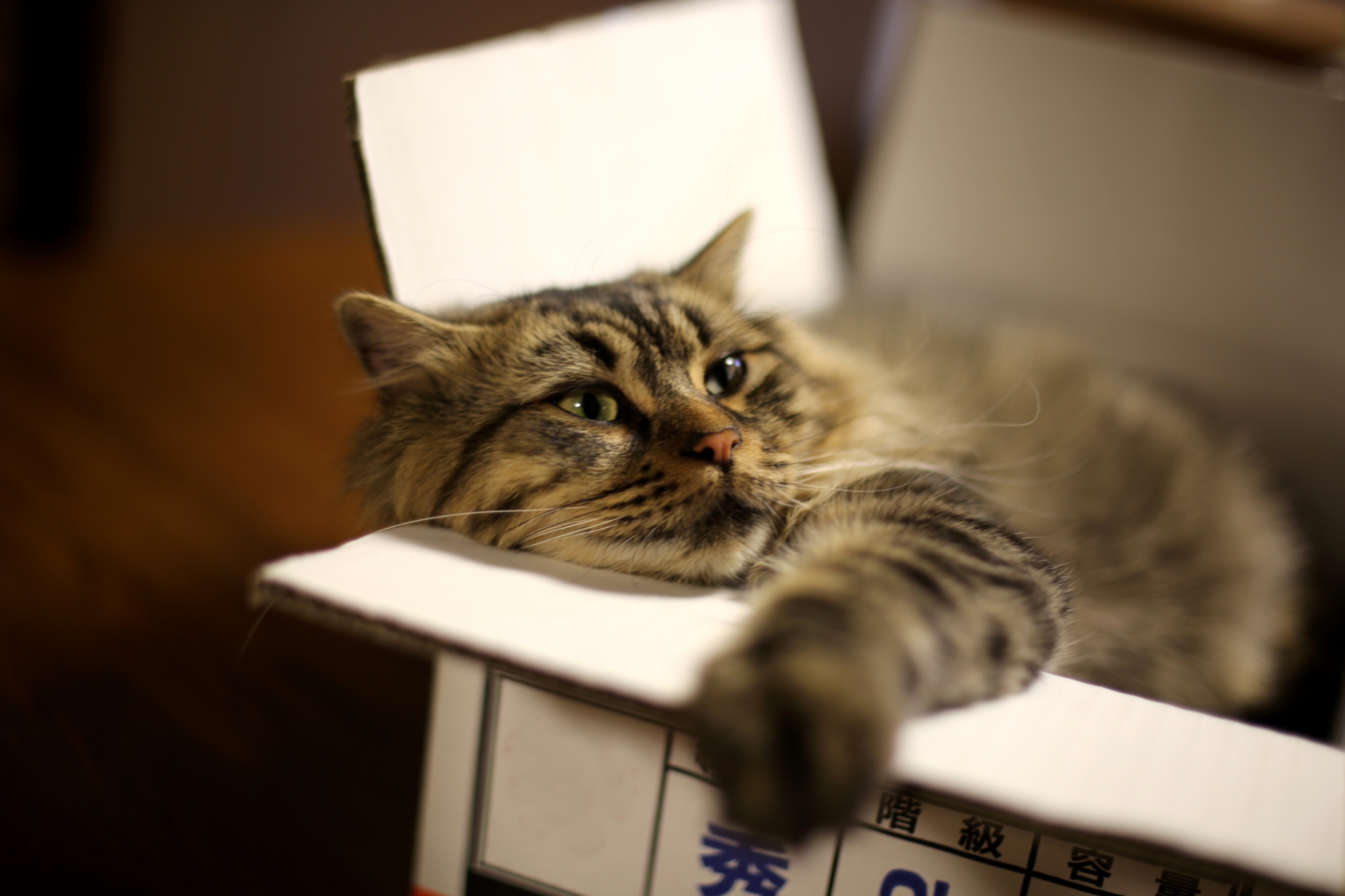 ペット捜査の費用事例と実例