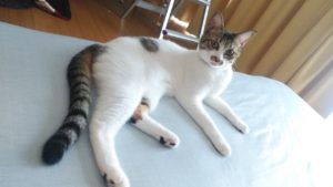 ☆猫の行方不明☆皆様にご協力のお願い☆静岡県静岡市駿河区石田２丁目☆