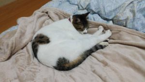 ☆御礼☆無事に捕獲されました☆